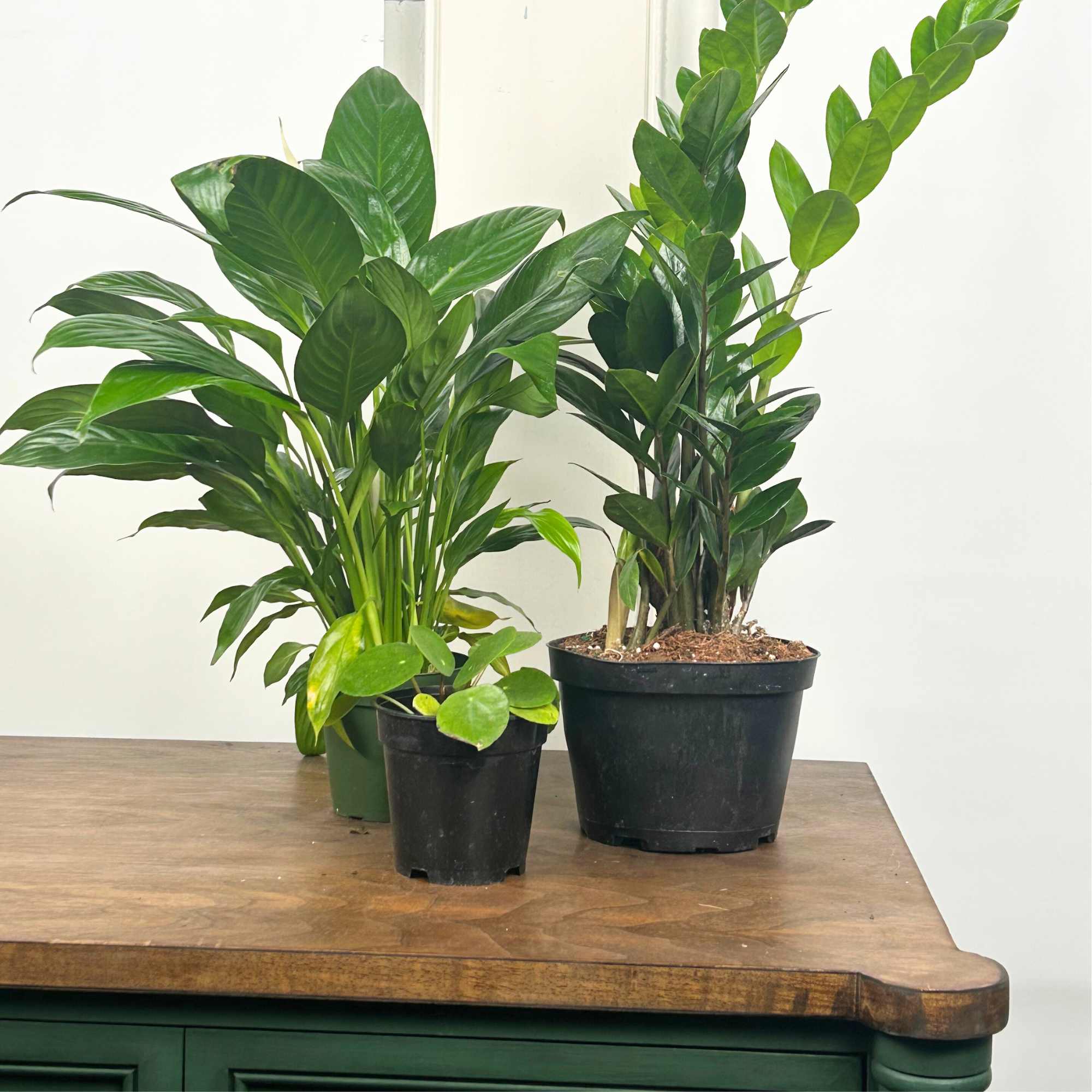 Go Green This Earth Day: Sustainable Plant Gifts for Eco-Conscious Brands