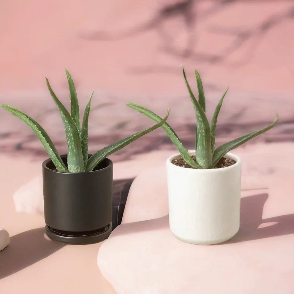 Corporate Gifting Reimagined: Why Plants Are the Perfect Sustainable Choice