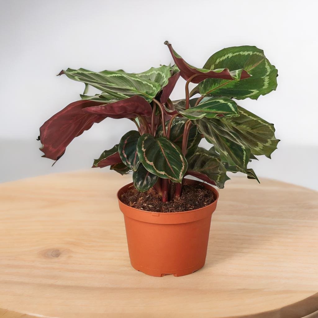 Calathea Roseopicta 'Medallion'