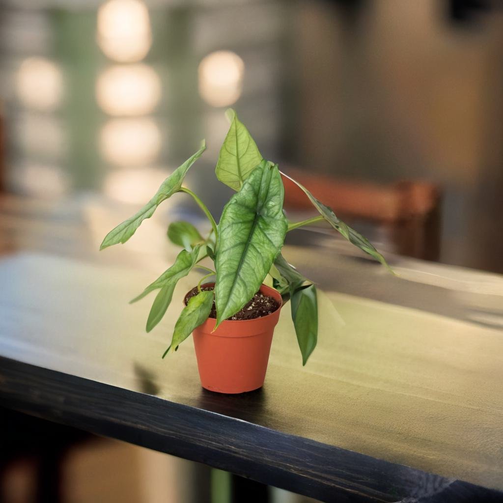 Alocasia 'Dragons Breath'