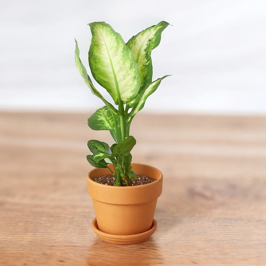 Dieffenbachia Camille