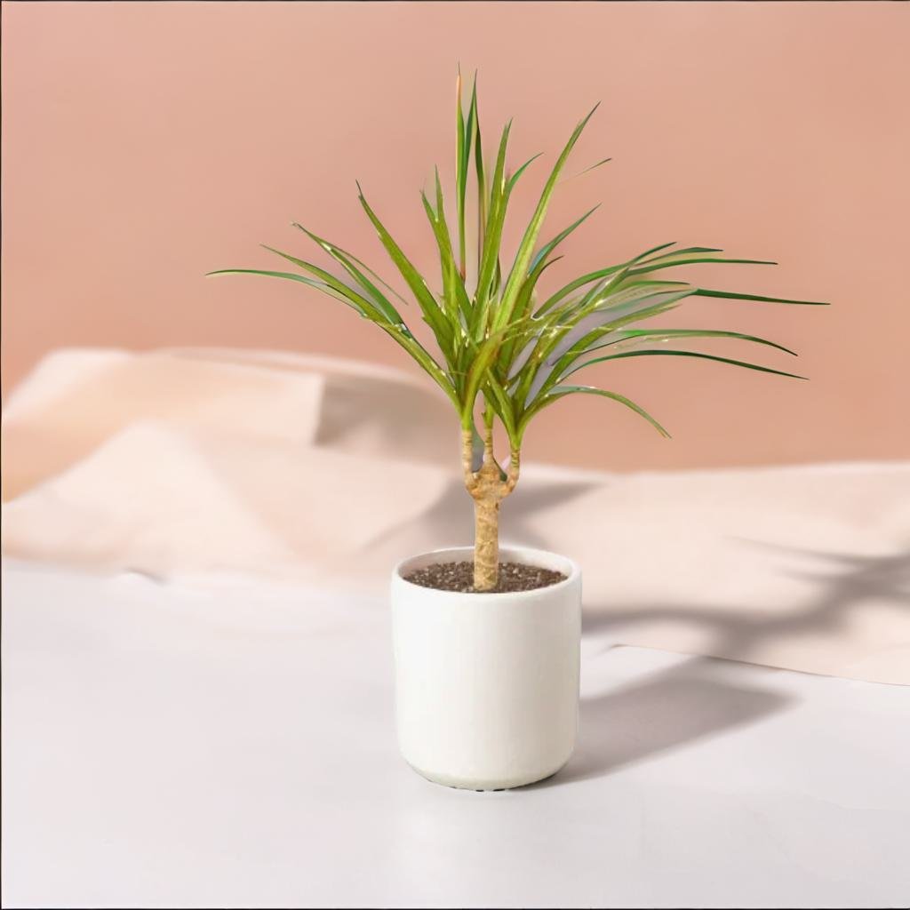 Dracaena Marginata Cane