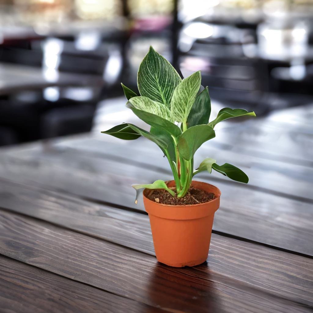 Philodendron 'Birkin'