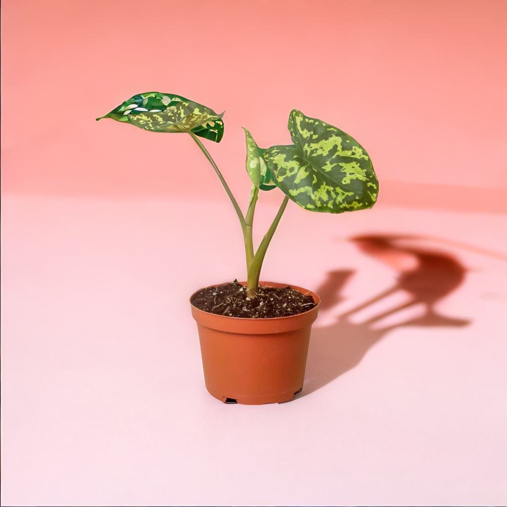 Alocasia 'Hilo Beauty Elephant Ear'