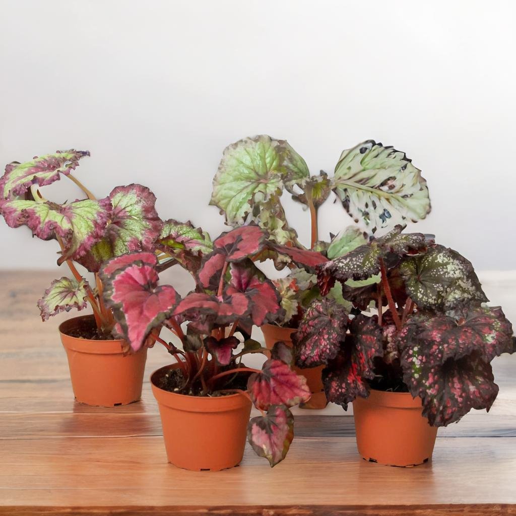 Begonia 'Rex' - 4 Pack Variety