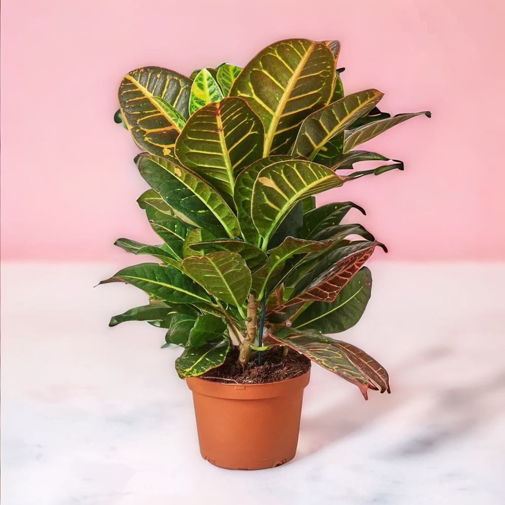 Croton Petra 'Joseph's Coat'