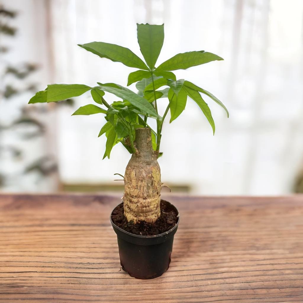 Money Tree 'Guiana Chestnut' Pachira Stump